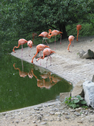 Flamingos 4