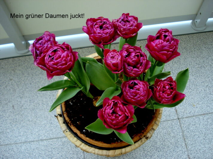 Mein grüner Daumen juckt!