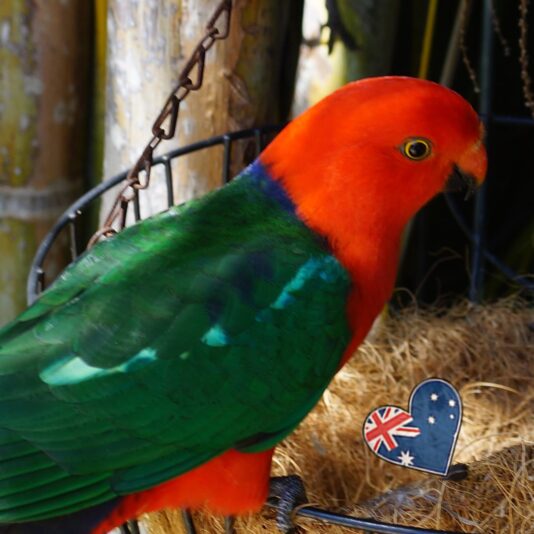 king parrot korora