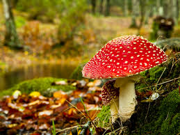 images (15)