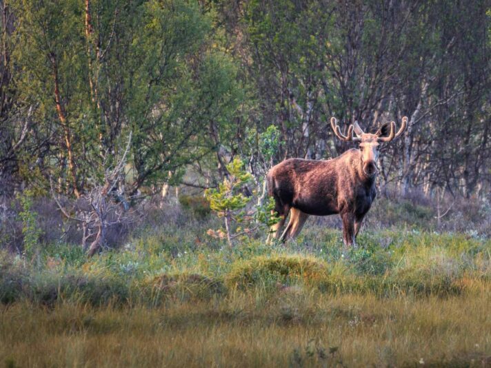 Elch_Abenddaemmerung_Suempfe_Dovrefjell_Norwegen