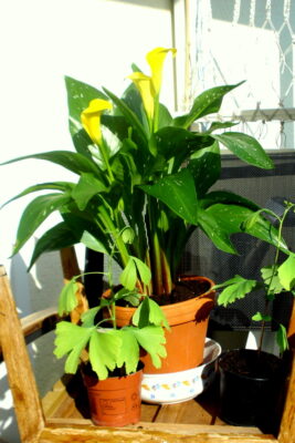 Calla und Ginkgo im Mai.