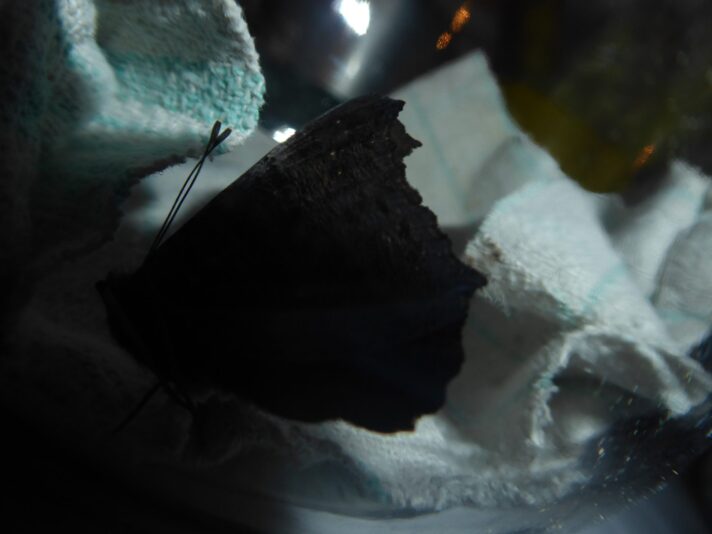 26.1.2021 Mittwoch... (38)