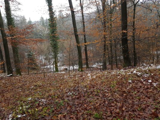 IMG-20210110-WA0001