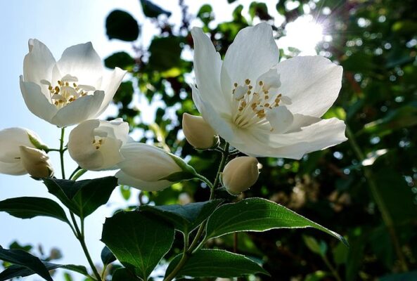 Jasmin-30.3.