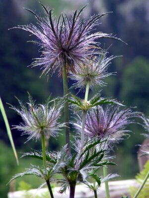 Distel