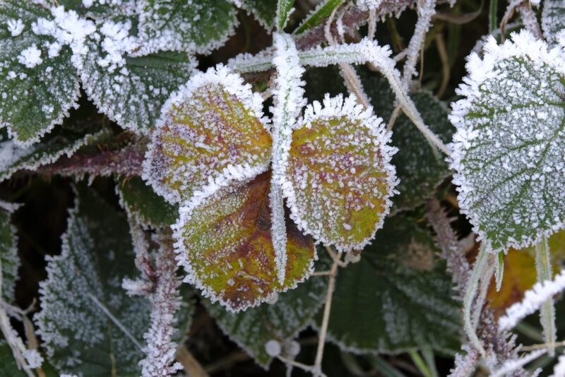IMG_0604