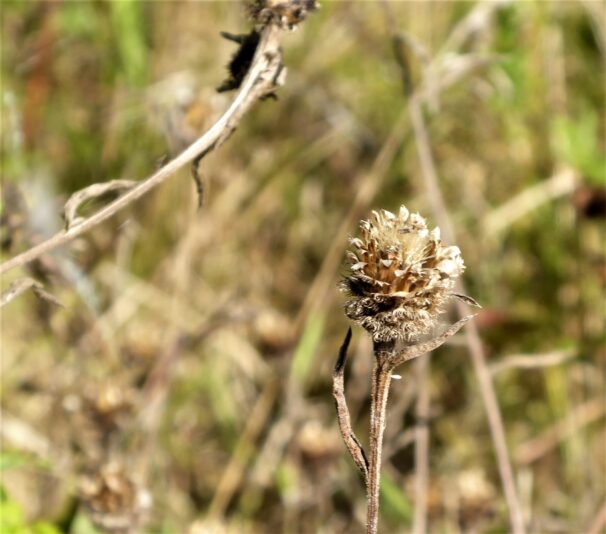 2022-08-31 Friedhof (17)