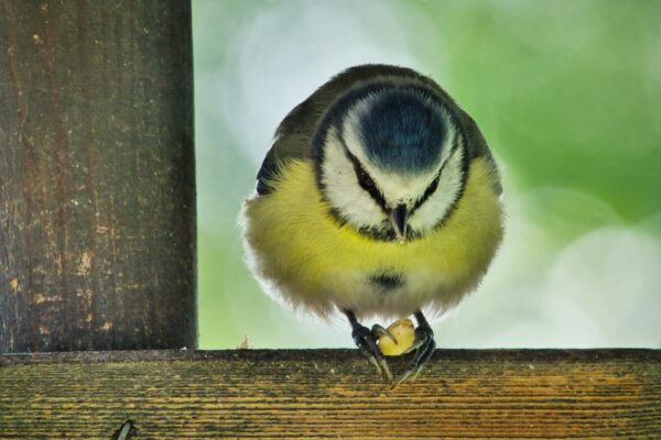 resized_DSC00249c-topaz-exposure-sharpen - Kopie