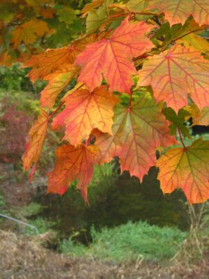Herbst 2008... (8)