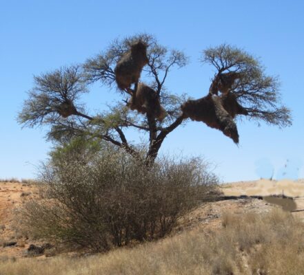 1AAAAMärz in Namibia Webervögel