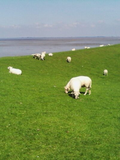 Dangast mit P 001