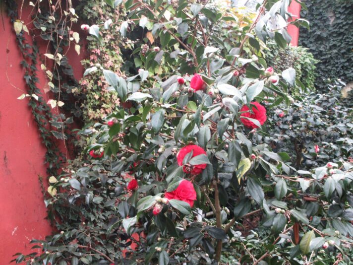 IMG_0037 - Kopie (2)