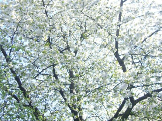 Kopie von April - Mai 2010 012