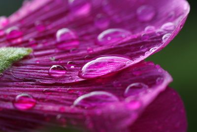 Tropfen-auf-Bluetenblatt