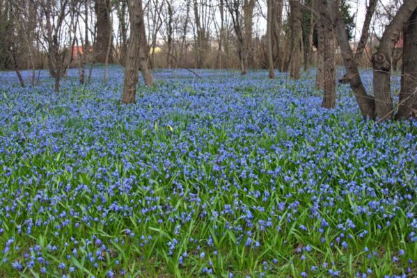 Blausternchen