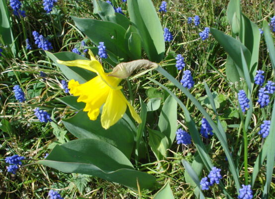 Frühling 2011