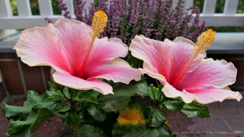 Hibiskus - Makro