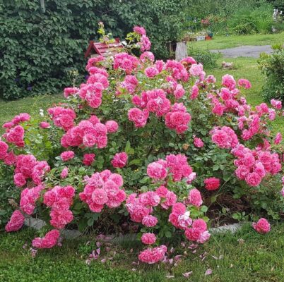 102706494_3484069621650545_8692727605325849764_o