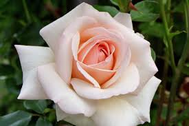 images (69)