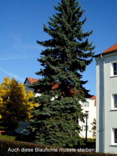 Auch diese Blaufichte musste sterben.