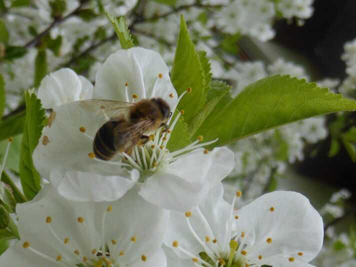 Kirschblüten 2015(2)