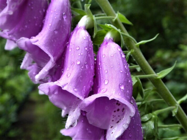 2022-06-27 Fingerhut (2)