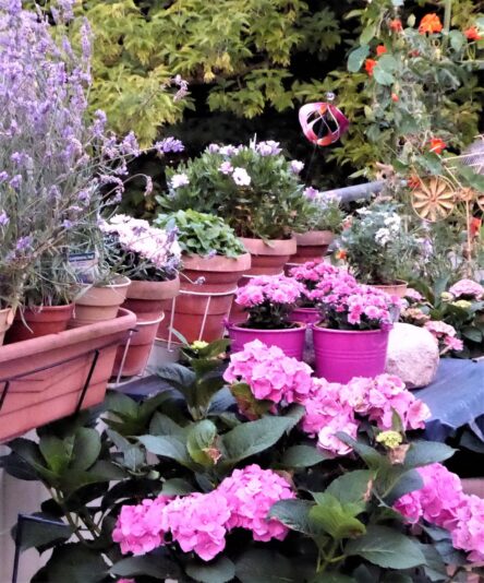 2022-07-28 ganzfrühmorgens (6)