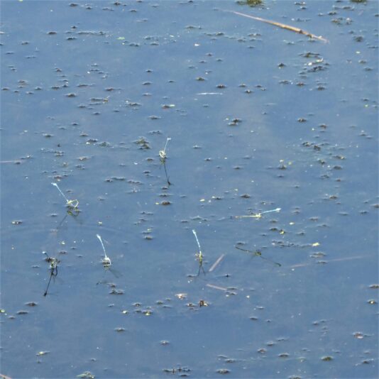 2022-07-02 Ohlsdorfer (5)