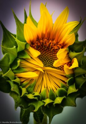 sunflower-peekaboo