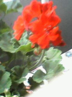 IMG0007A