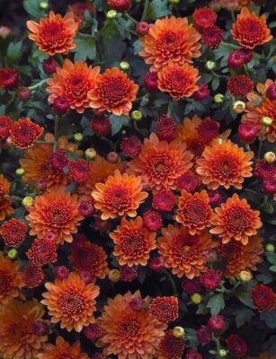 119975145_2727280477509752_4523884339549157805_n-2