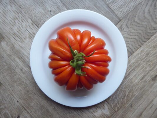 4.8.2022 Riesentomate von Sigi (16)