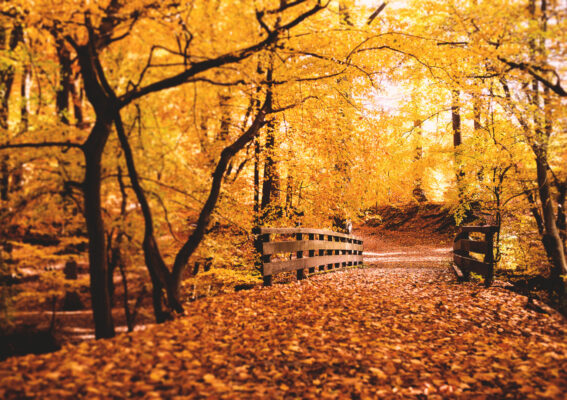herbst-im-wald-8b2e77b4-e501-491c-9dcf-e91330f7fbdb