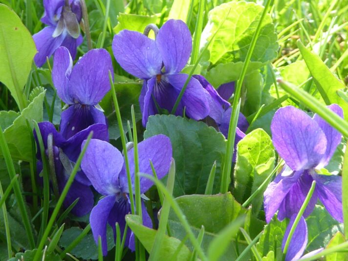 25.4.2021 Schlossgarten... (37)