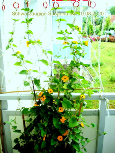 Schwarzäugige Susanna am 10.08.2020
