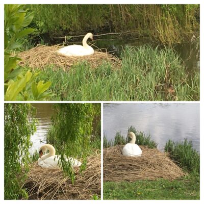 3B6A03C3-460A-4E2D-AEC2-DE2C3CA1AD63-COLLAGE