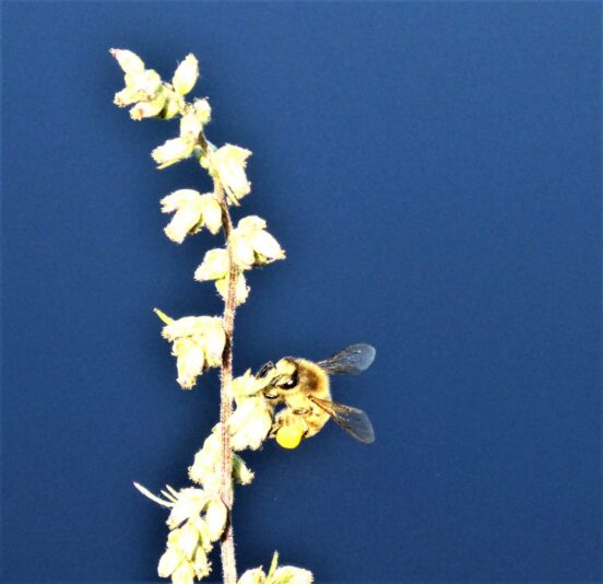 2022-08-13 Ohlsdorfer (10)