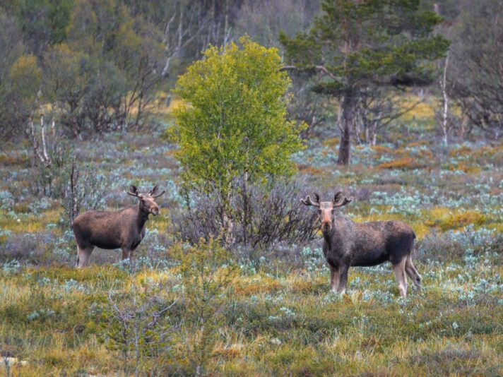 Elche_Dovrefjell_Norwegen