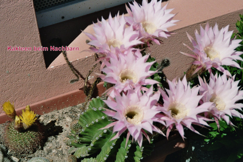 imm004_5A-1