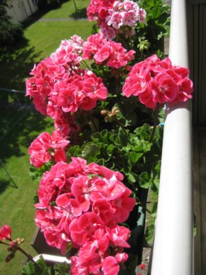 Balkonblumen