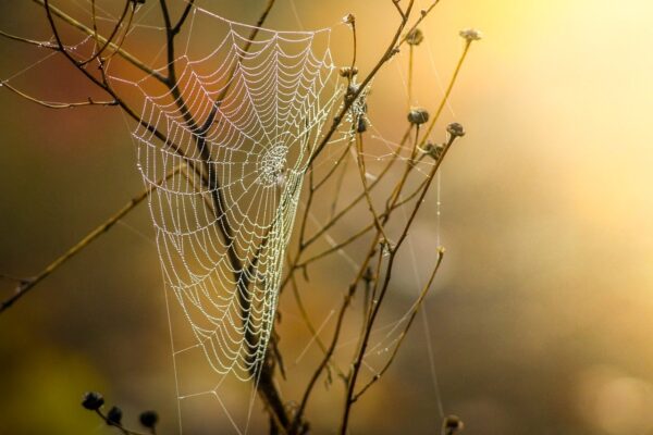 netz