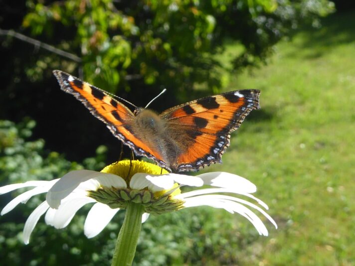 8.6.2022 Mittwoch (19)