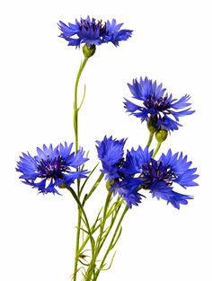 Beautiful blue cornflower isolated on white background