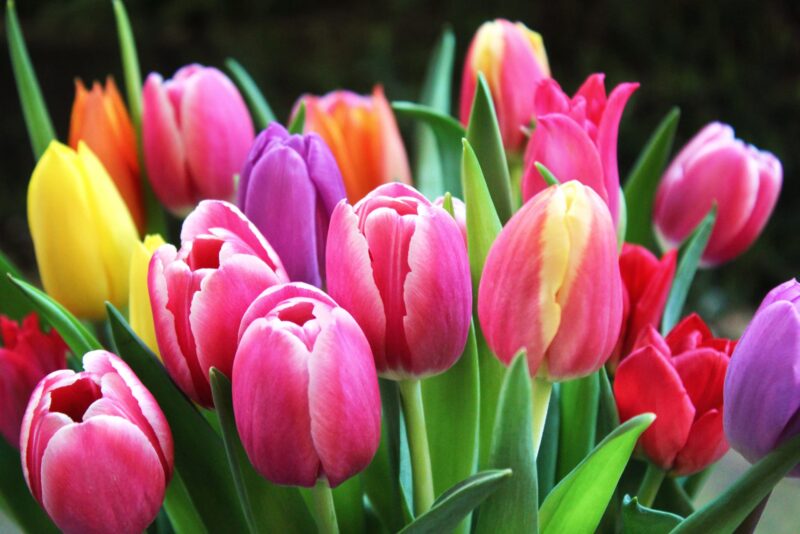 bunte-tulpen