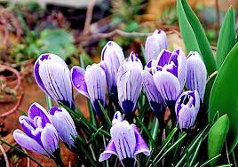 images (99)