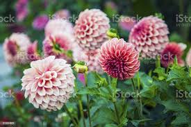 images (44)