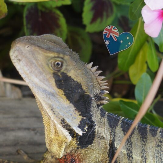 beddrachen