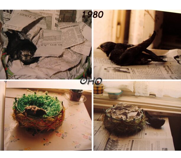 Collage-Schwalbenrettung.1980