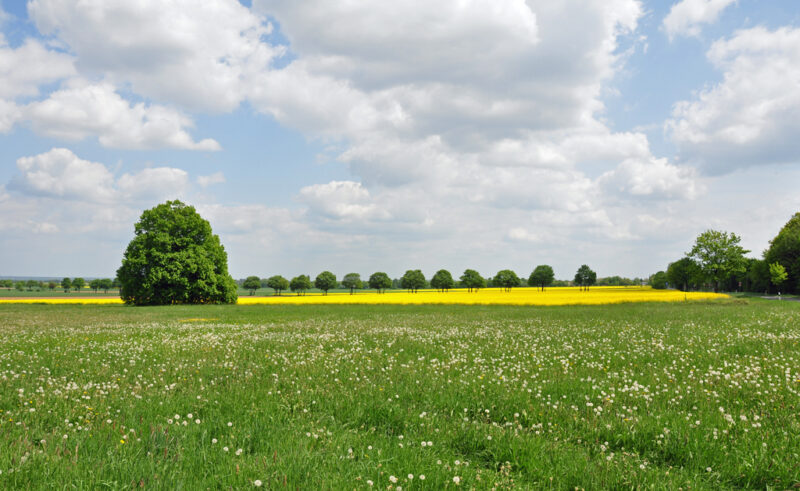 natur-fruehling-blumenwiese-baum-16108